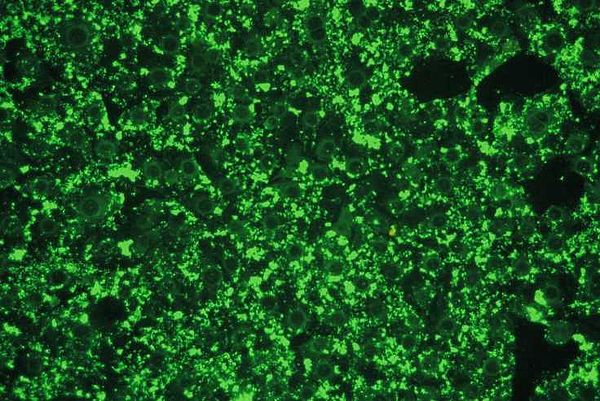 IFA Mycoplasma pulmonis