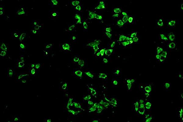 IFA Rotavirus